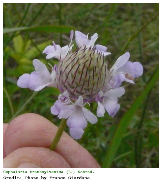 Cephalaria transsylvanica (L.) Schrad.